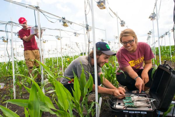 Students working in a corn field