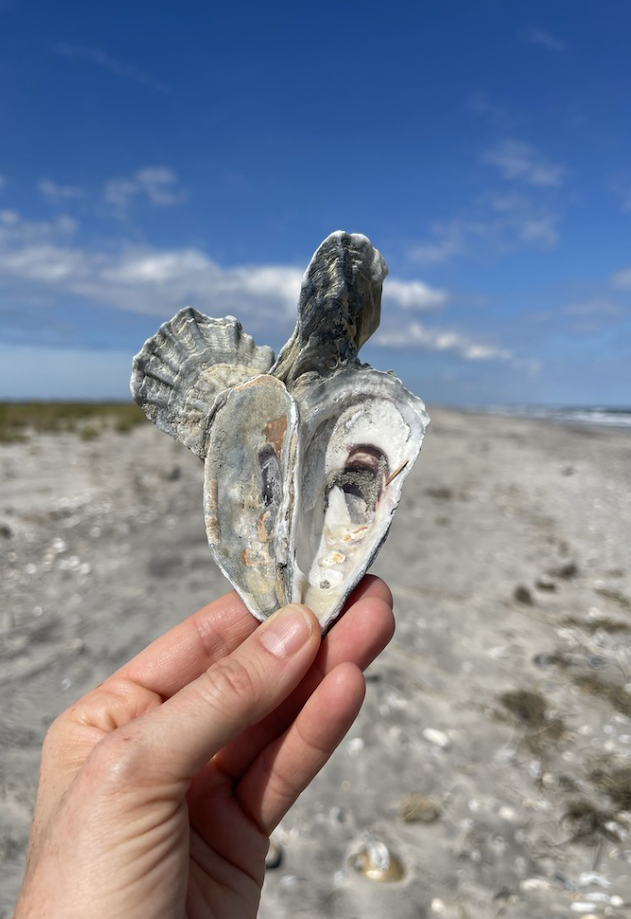 Someone holding an oyster shell