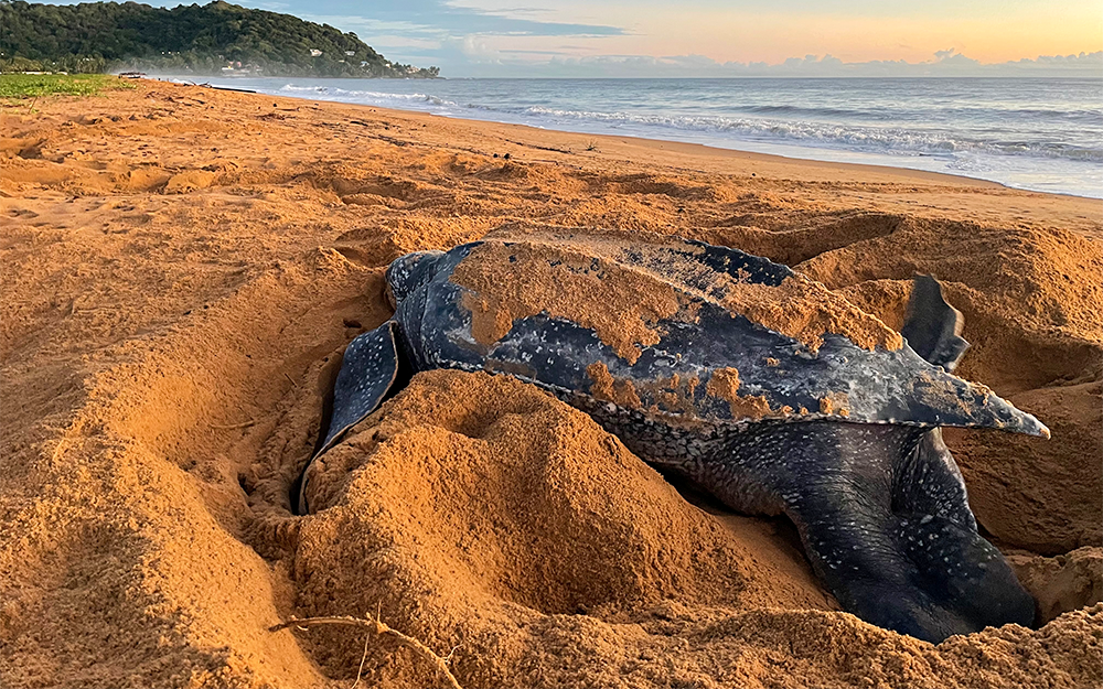 A leatherback sea turtle nesting on a beach in Montjolie, French Guiana.