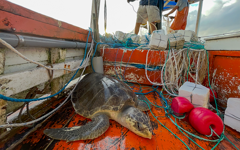 An Olive Riddley sea turtle pulled onto a boat as bycatch. Nalovic teaches fishers how to reanimate drowning sea turtles.