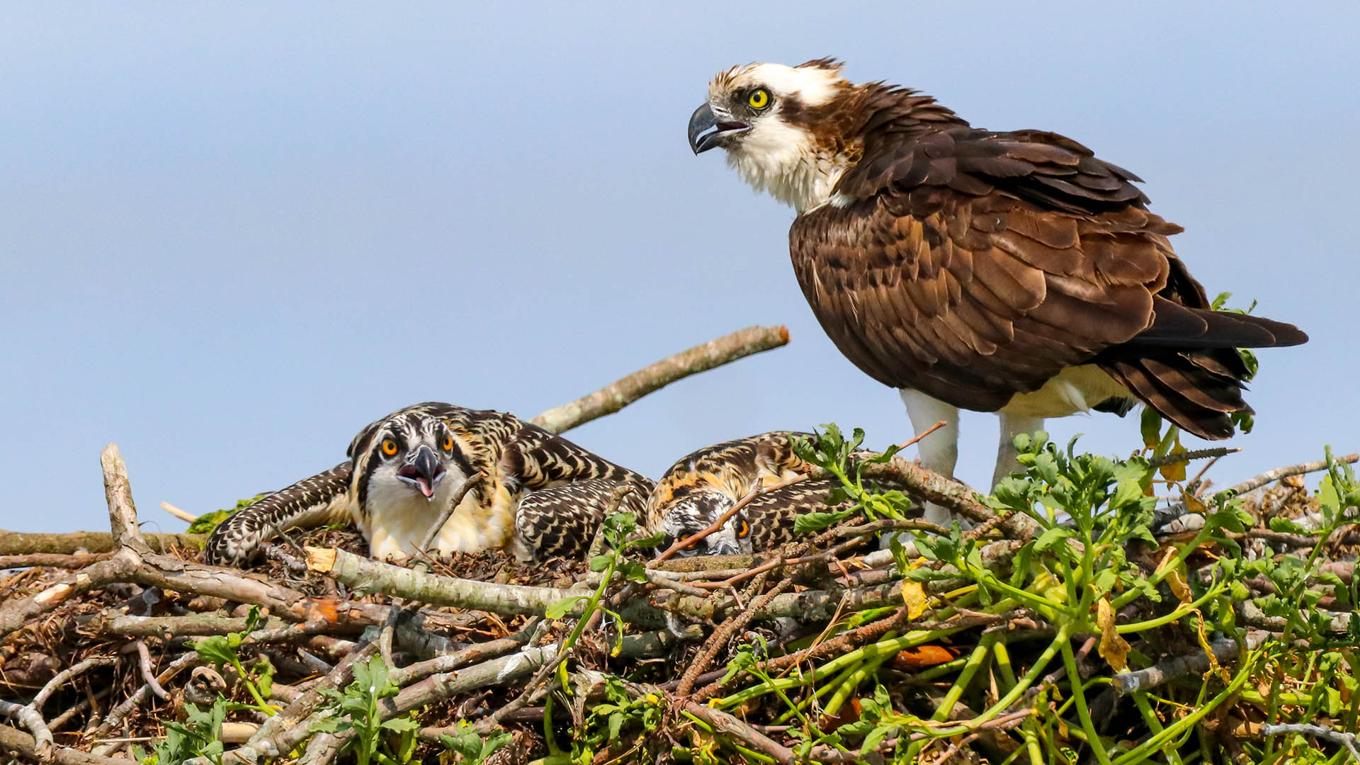 Fledgling ospreys in the nest by the Research Pier on the Batten School &amp; VIMS Gloucester Point campus. Photo by John Wallace.
