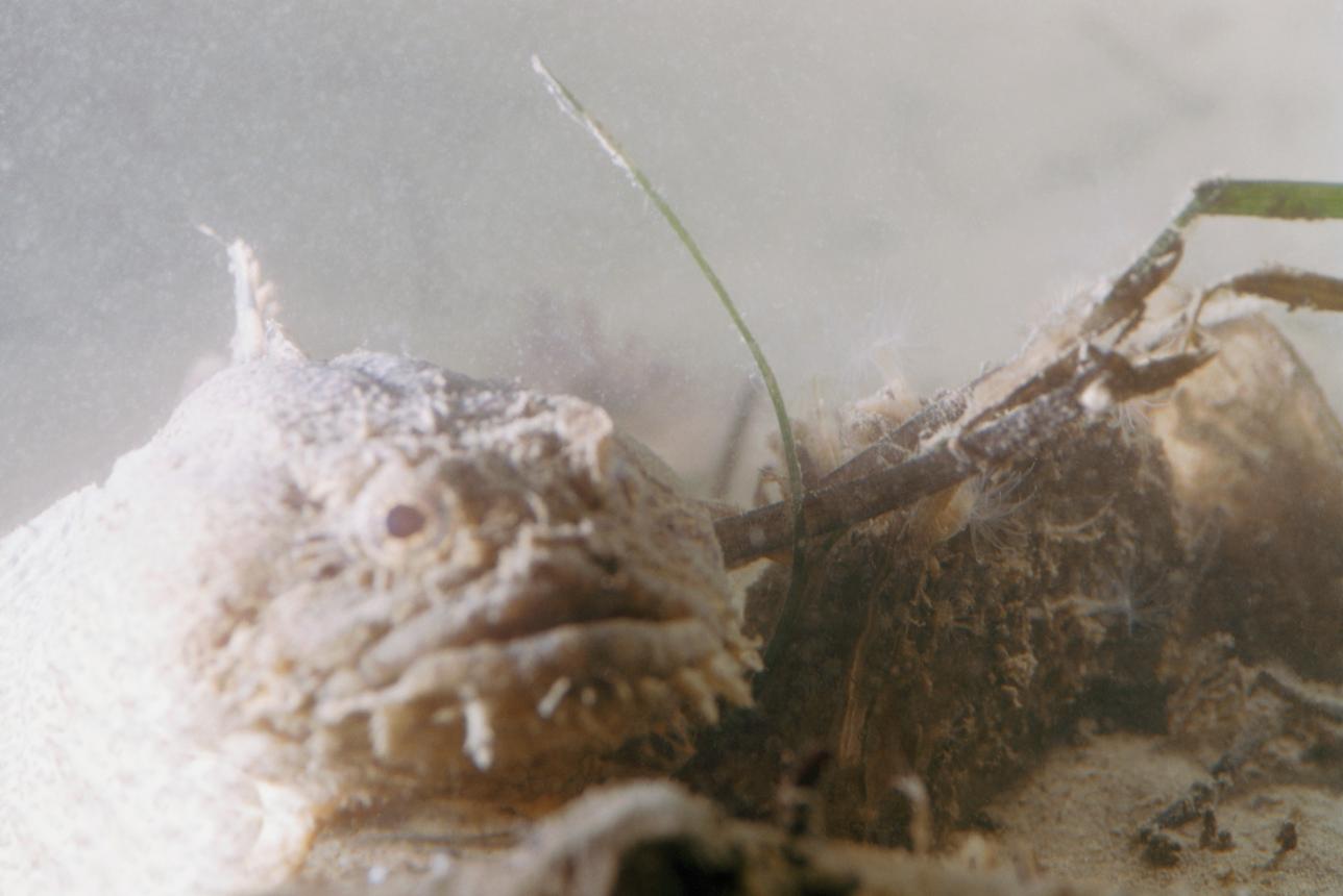 Oyster toadfish, photographed during the 1953 Aquascope voyages. Photo by Willard Culver for National Geographic, courtesy of Mathews Museum.