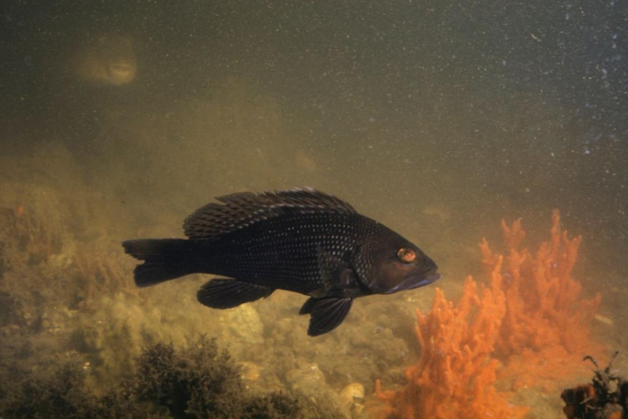 Black sea bass photographed during 1953 Aquascope voyages. Photo by Willard Culver for National Geographic, courtesy of Mathews Museum.