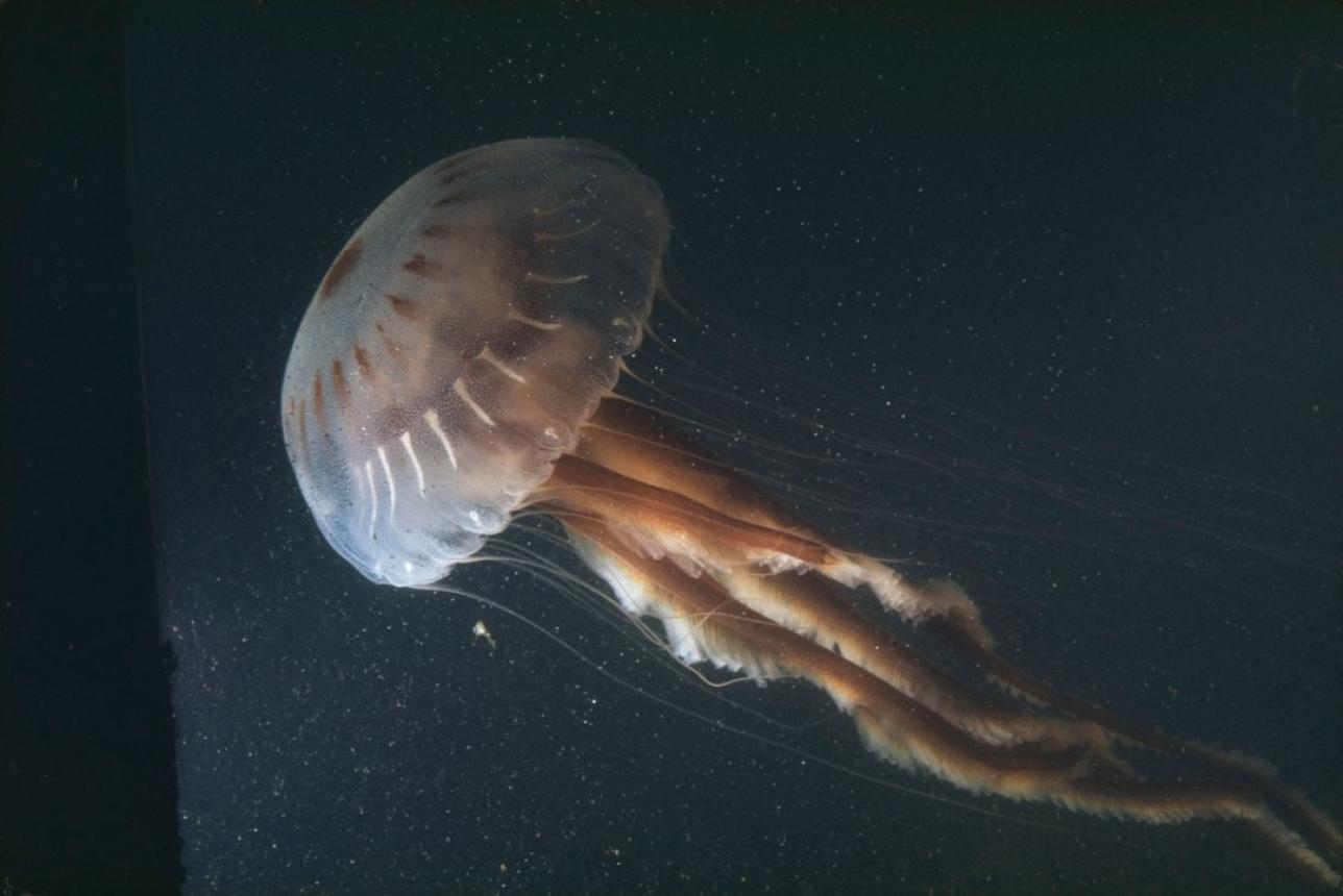 Sea nettle jellyfish, photographed during 1953 Aquascope voyages. Photo by Willard Culver for National Geographic, courtesy of Mathews Museum.