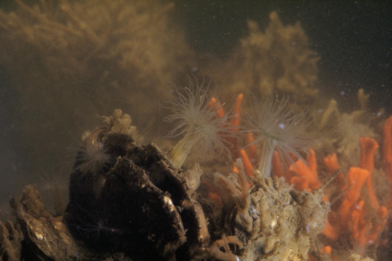 Sea anemones photographed during 1953 Aquascope voyages. Photo by Willard Culver for National Geographic, courtesy of Mathews Museum.