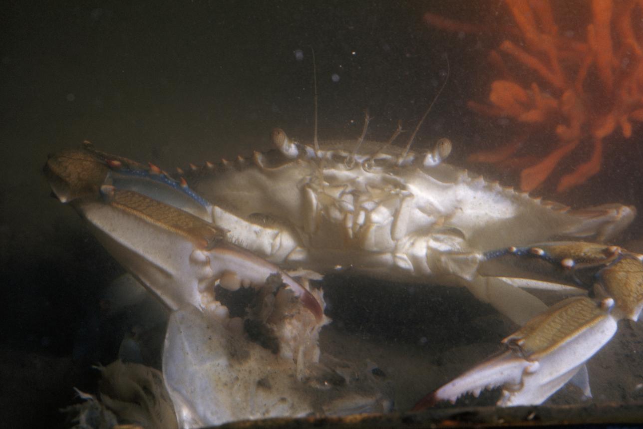 Blue crab feasts on bait, photographed during 1953 Aquascope voyages. Photo by Willard Culver for National Geographic, courtesy of Mathews Museum.