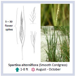 Field Guide to Virginia Salt & Brackish Marsh