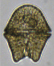 Akashiwo sanguinea