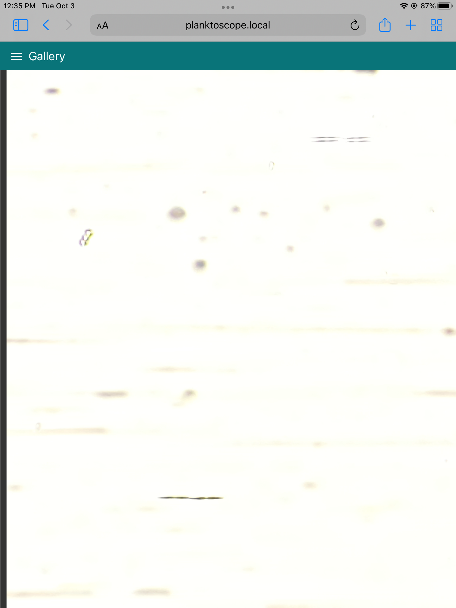 Pseudo-nitzschi