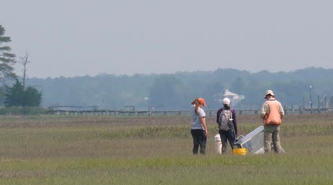 Salt Marsh Ecology