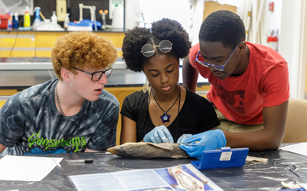 High school students dissect a dogfish as part of W&M’s Camp Launch experience at the Batten School & VIMS in 2023. Jill Burruss’ new gift aims to provide additional support and experiences for high school students like these. Photo by Lathan Goumas, Virginia Sea Grant.