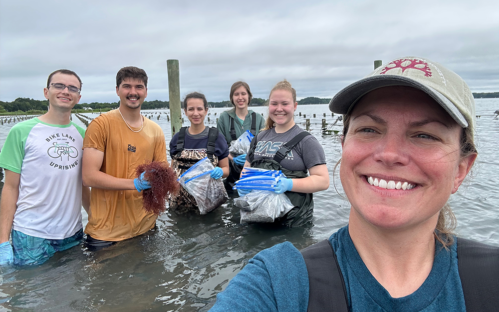 Members of Krueger-Hadfield’s lab in the field collecting samples of “sea lettuce.” Photo by Stacy Krueger-Hadfield.