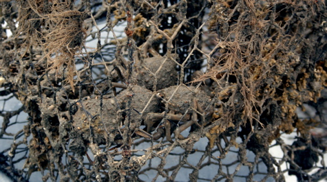 Trapped Crabs