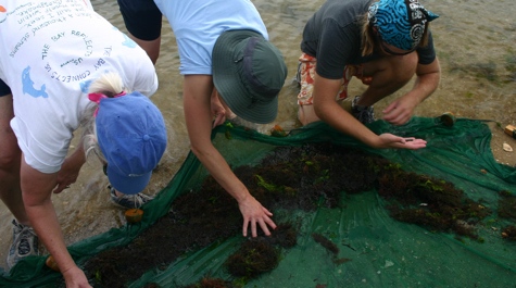 Seining