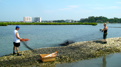 Reconstructed reefs