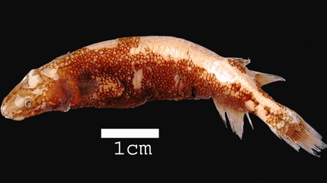 Two post-larval whalefishes