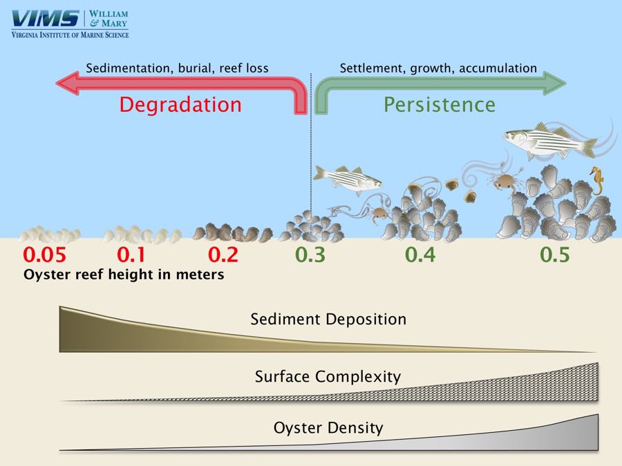 Oyster Tipping Point