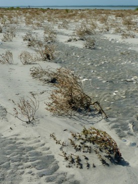 Natural sand dunes typically begin to grow as windblown sand accumulates in the lee of beach plants or wrack. © David Malmquist/VIMS.