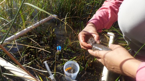 Salt Marsh Sampling