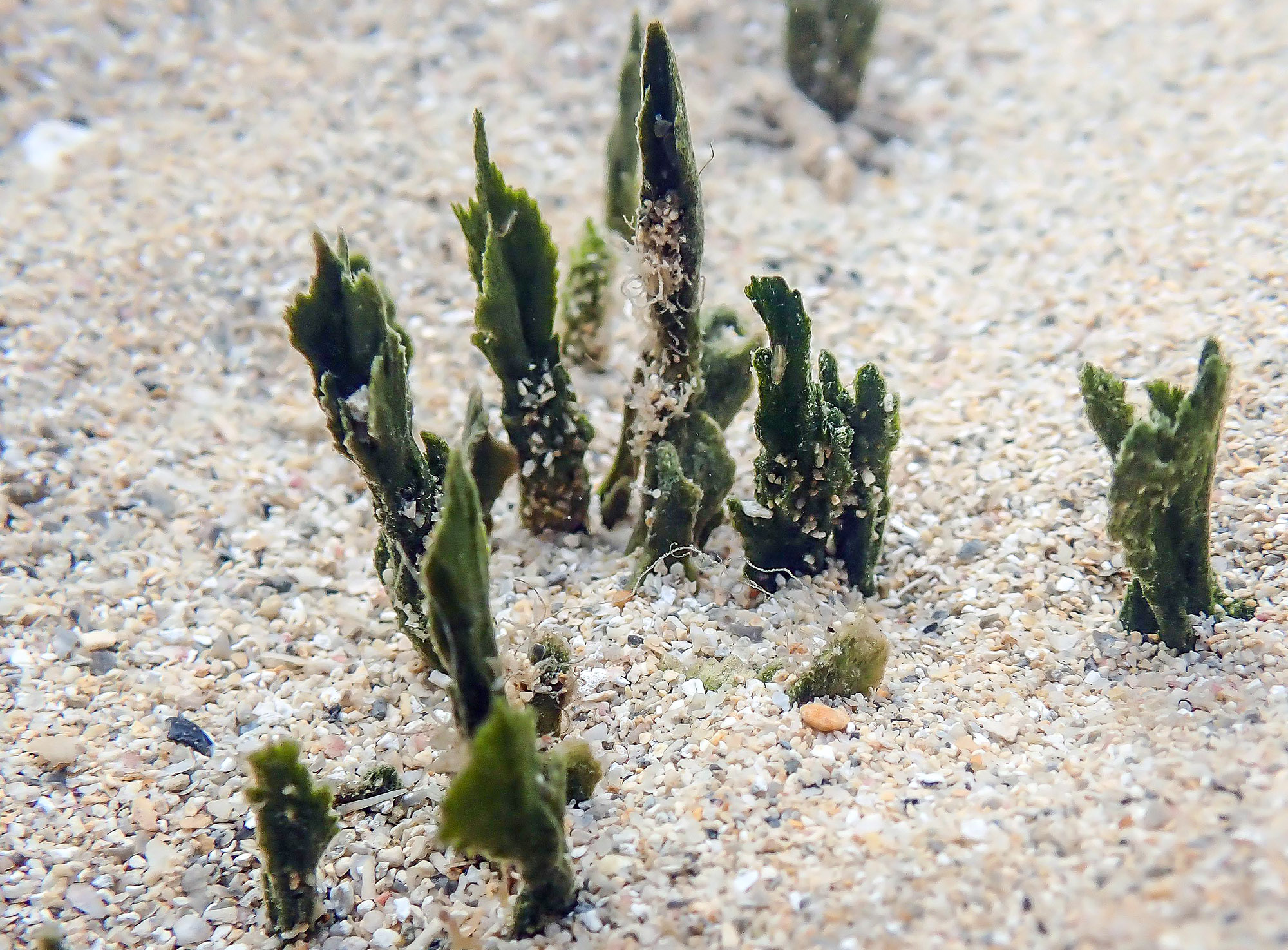 Leather mudweed (Avrainvillea lacerata) blades emerging from coarse sand at Maunalua Bay, O’ahu, Hawai’i. Photo by SA Krueger-Hadfield