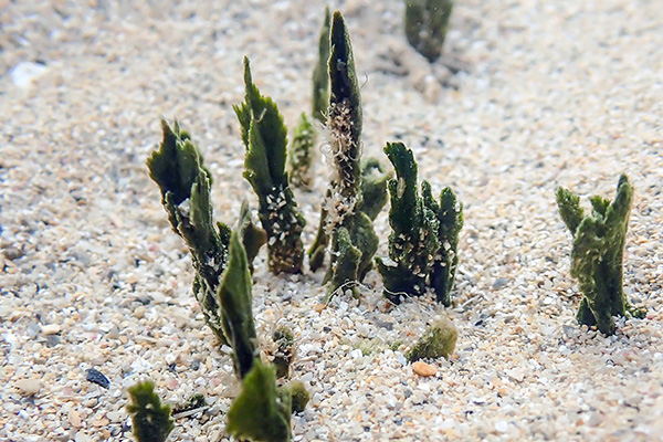 green-algae-thumbnail