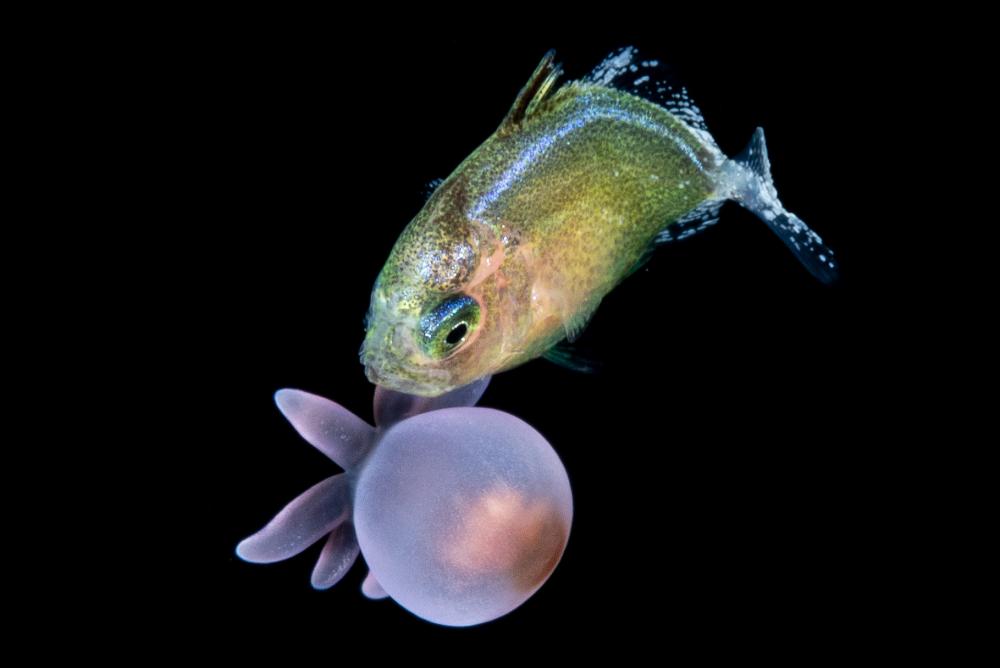 A juvenile carangidae appears to be holding an anemone in its mouth. Photo by Linda Ianniello.