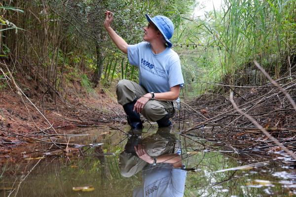 Scientist Chelsea Clifford explores a ditch near Woodville Park in Gloucester, VA. Photo by John Wallace