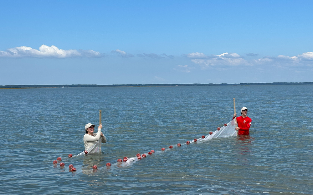 New Batten School & VIMS graduate students Elizabeth Oliver (left) and Ari Siegel (right) gather samples via sein netting. Photo by Ethan Smith.