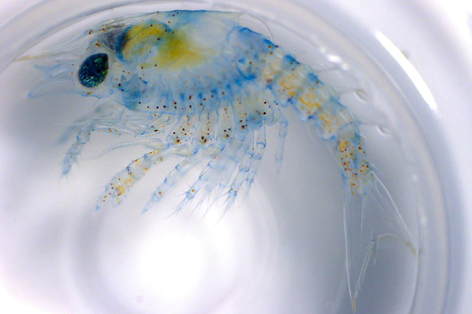 embryo-thumbnail
