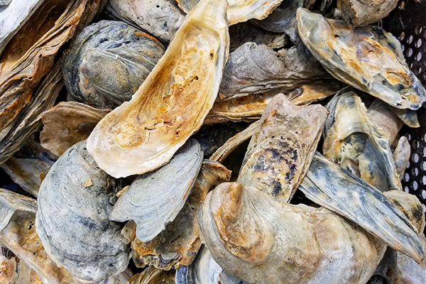 oyster-shells-thumbnail