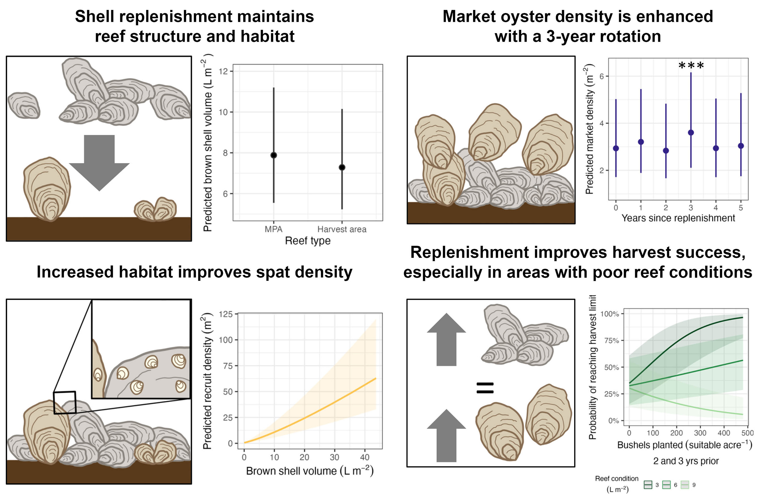 The results of the study showed that oyster management practices in the Rappahannock River provide significant biological and commercial benefits.