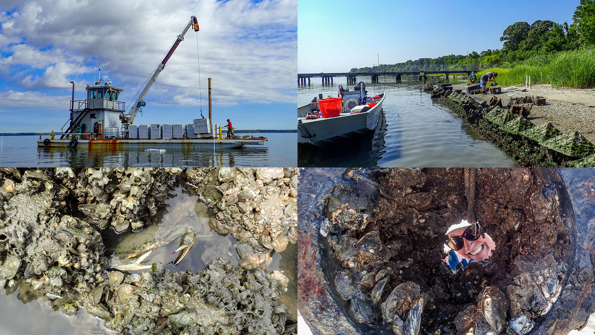 Artificial oyster reefs placed offshore as well as along the intertidal zone along Penniman Spit and the R3 Pier help dissipate wave energy, accrete sediment to stabilize the shoreline and serve as habitat for oysters, crabs and other marine animals.