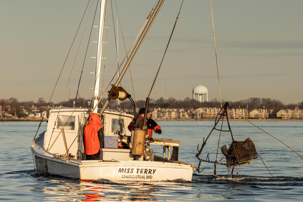 Crew members haul a derelict blue crab trap out of the Chesapeake Bay. Photo Credit: Jordan Salafie; Oyster Recovery Partnership