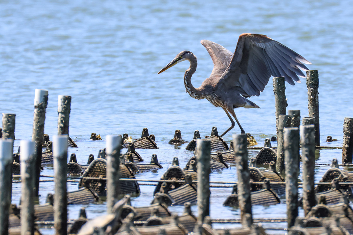 A Great Blue Heron uses oyster cages as a fishing platform at the Commercial Shellfish Aquaculture Lab & Team research farm at W&M’s Batten School & VIMS. Photo by John Wallace. 