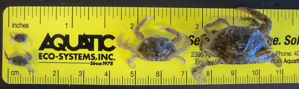 Researchers were also surprised to find that larger juvenile crabs were more susceptible to infection. Photo by Taylor Dolan. 