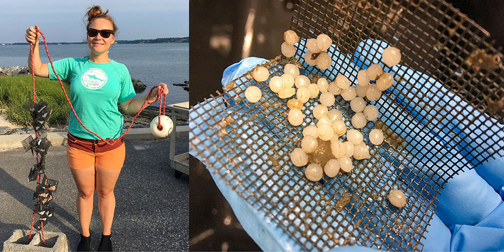 Left, study author Kelley Uhlig holds a device used to incubate microplastics in the water column of the York River. Right, a close-up of microplastic beads after incubation. Photos by Kelley Uhlig. 