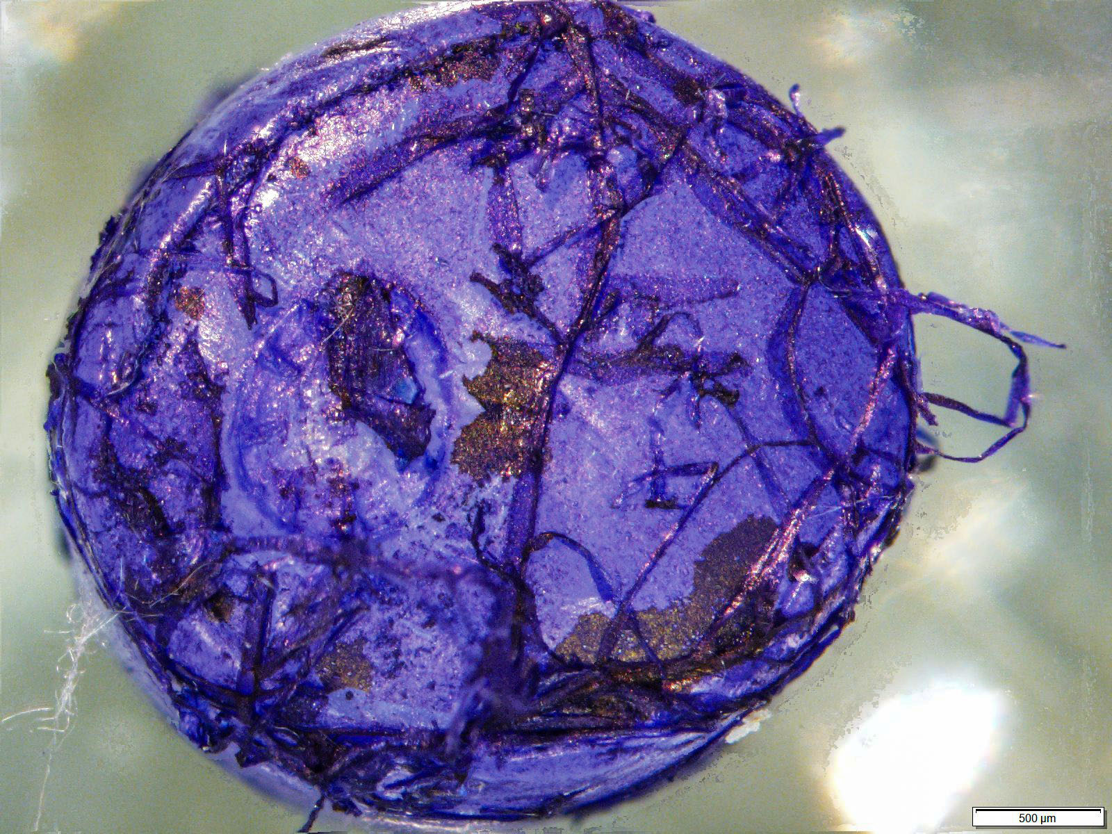 A micrograph of a polyethylene microplastic bead after incubating in the York River with a stain applied to better visualize the biofilm that formed on its surface. Photo by Kelley Uhlig.