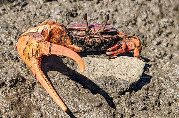 A mangrove fiddler crab in St. Mary’s, Georgia. Photo by David S. Johnson.
