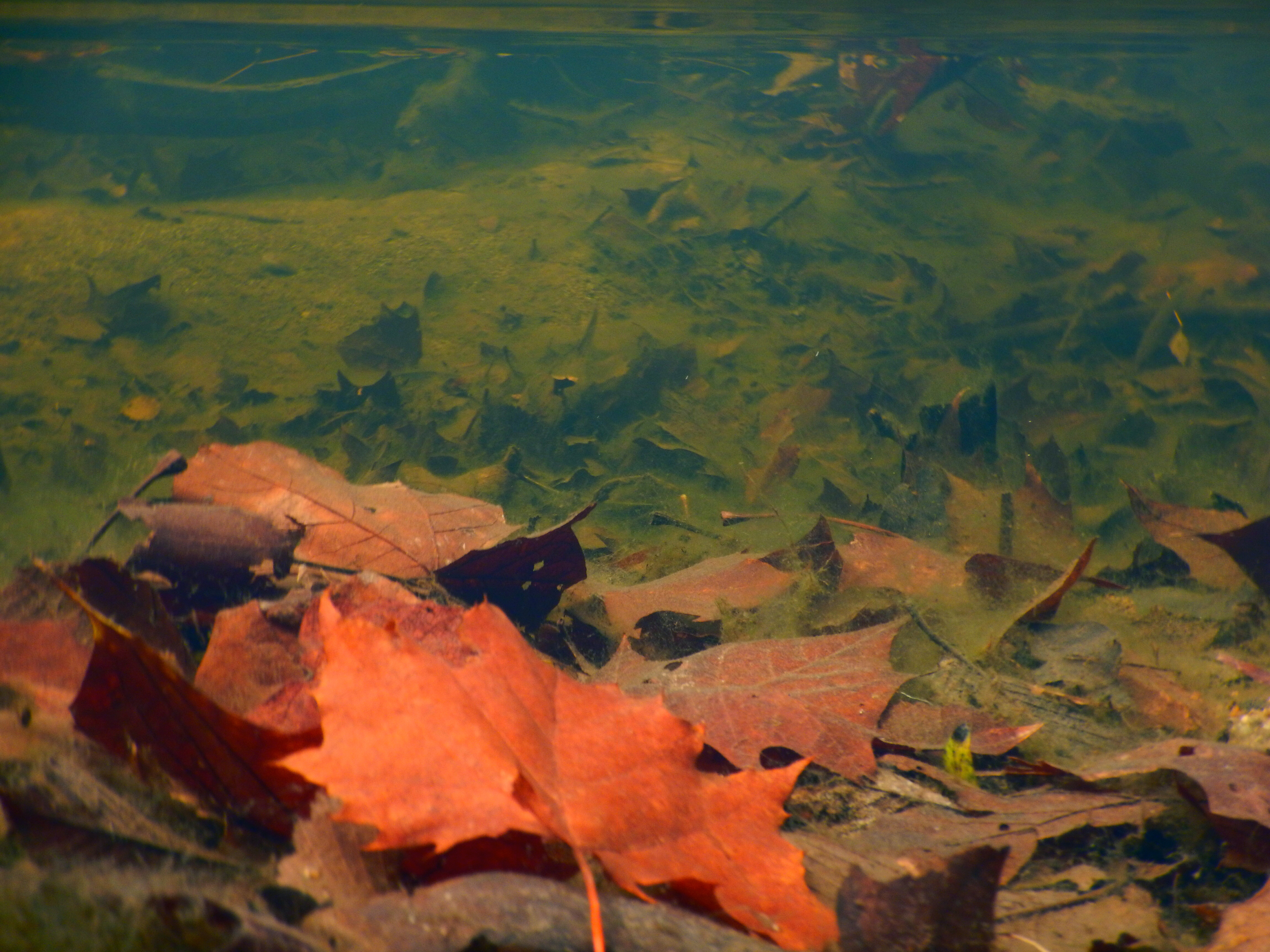 Fallen leaves rest on a streambed, where leaf litter can provide food and habitat for aquatic organisms. Photo by Chris Patrick.