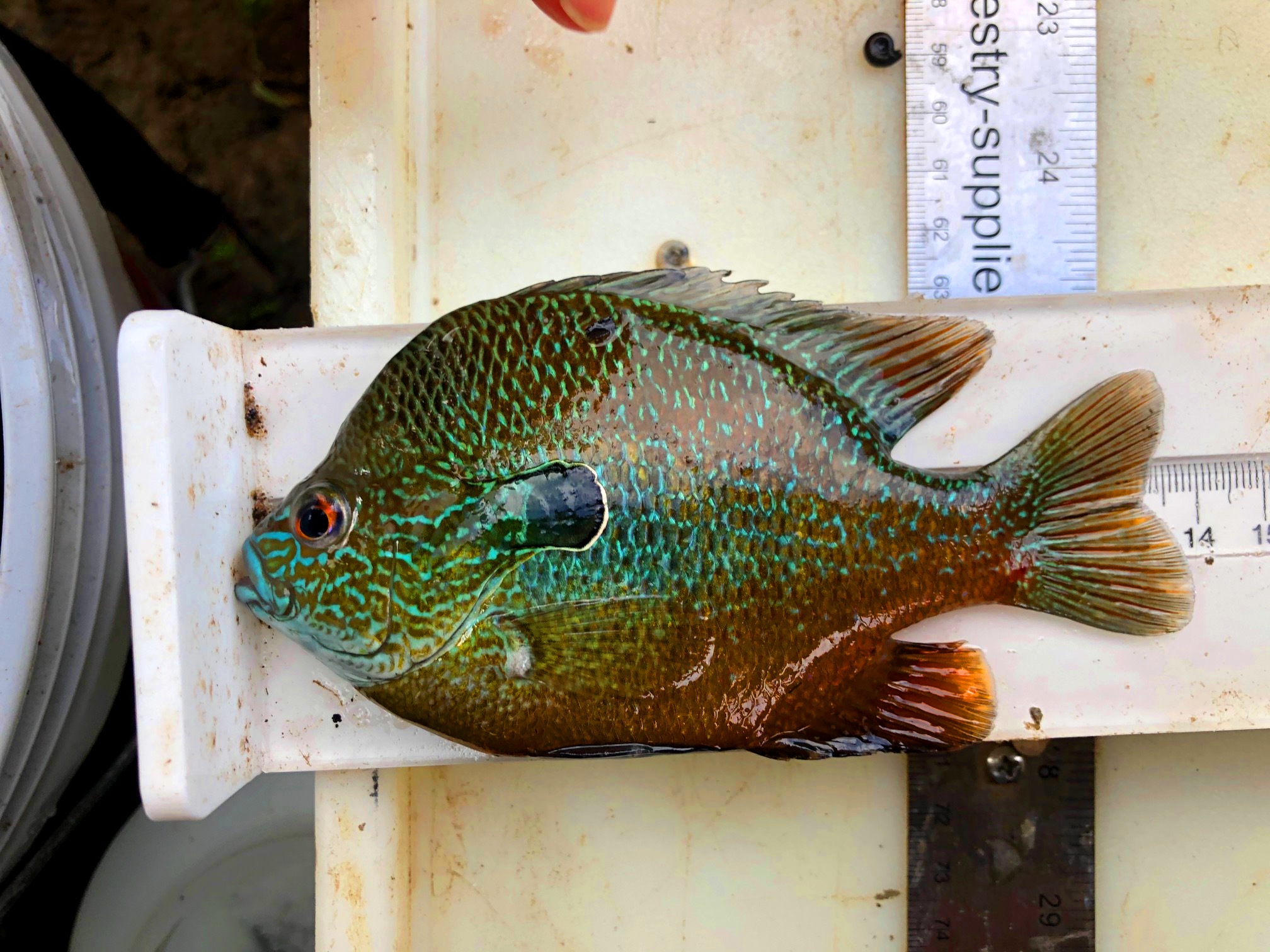 A sunfish being measured during field sampling. Photo by Chris Patrick.