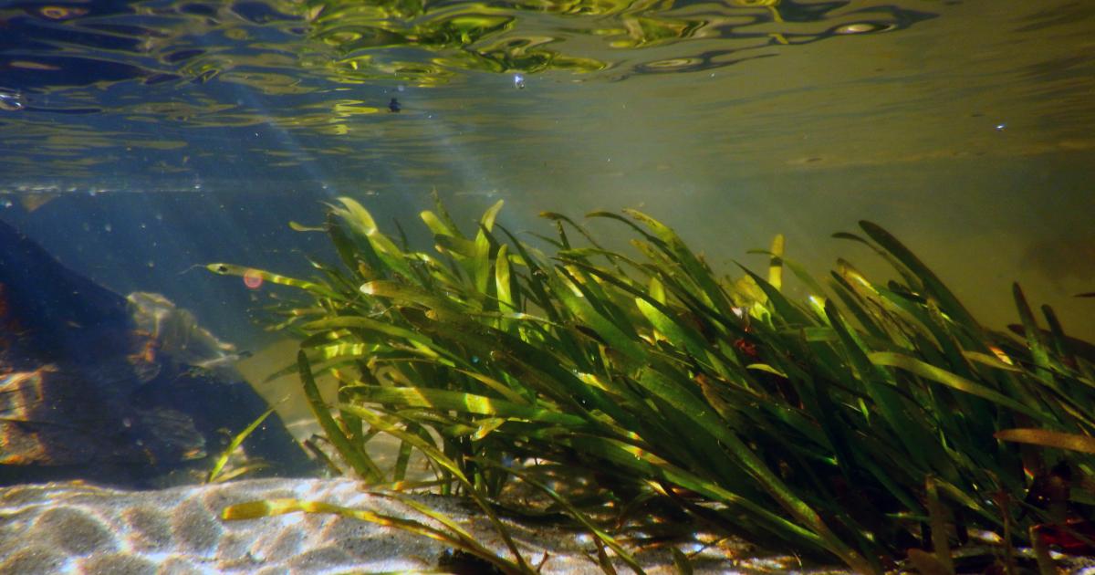 Macrophytes