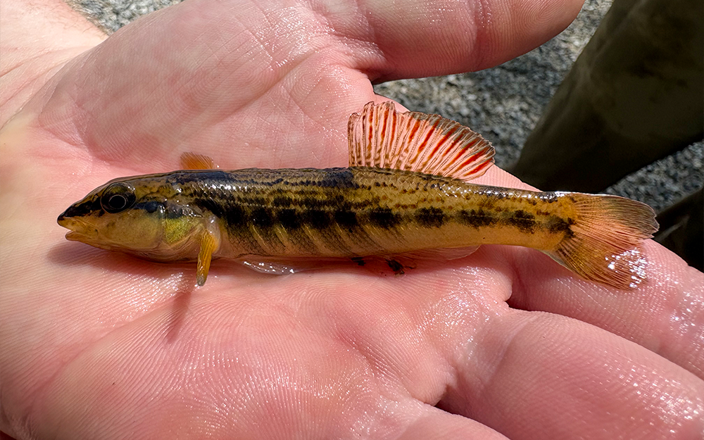 An ashy darter that was quickly returned to the water.