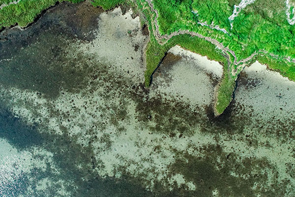 Submerged aquatic vegetation near the coast in Mobjack Bay. Photo by Matthew Smith.