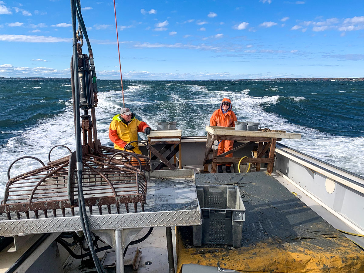 An annual patent-tong survey is one of the methods by which W&M’s Batten School & VIMS and VMRC use to survey public oyster reefs. VOSARA 2.0 will allow scientists to make that data available to the public sooner. Photo by Andrew Button. 