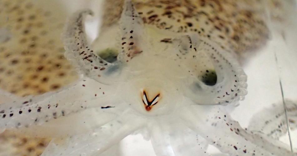 Close-up of a brief squid showing its translucent body dotted with brown chromatophores, its beak visible at center, with tentacles and suckers surrounding its face and large dark eyes on either side.