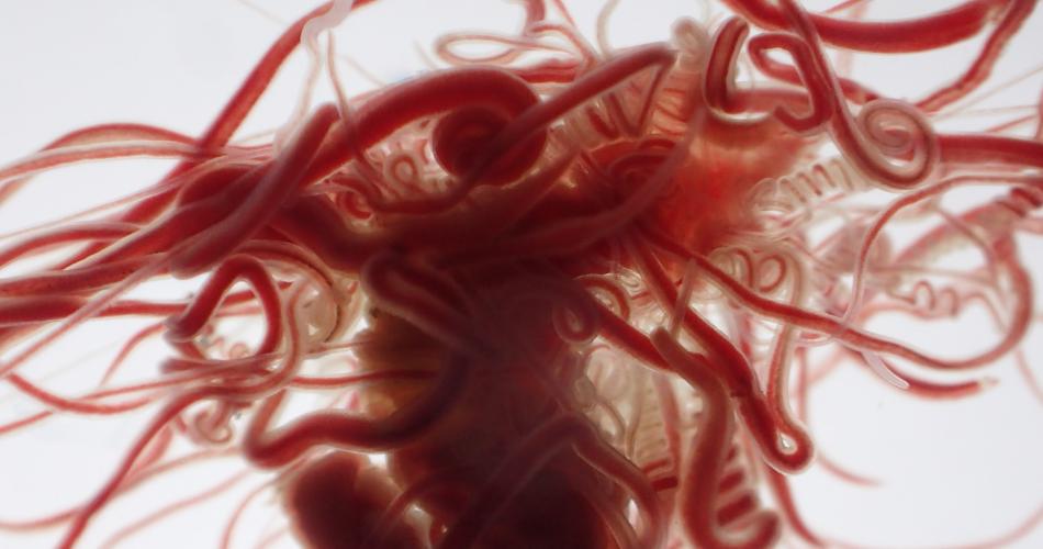 Close-up of a spaghetti worm showing a tangle of long, thin, deep red tentacles extending outward from its central body, photographed against a white background.