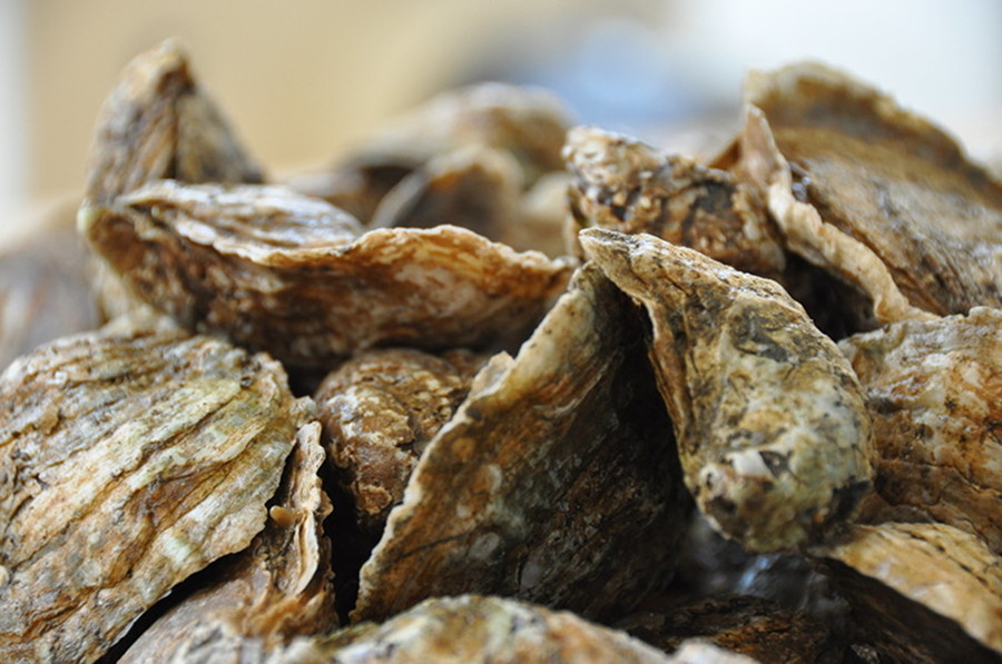 Eastern oyster