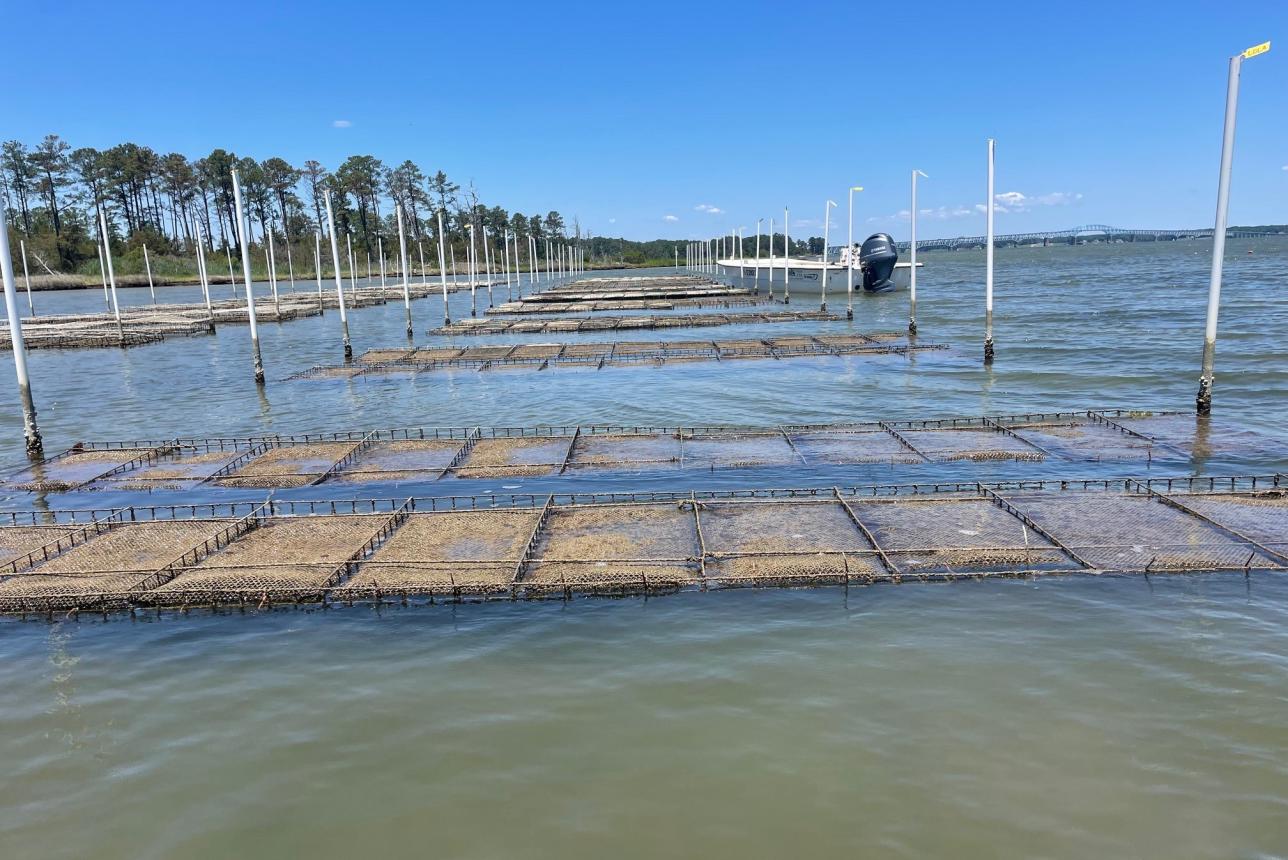 Oyster aquaculture farm