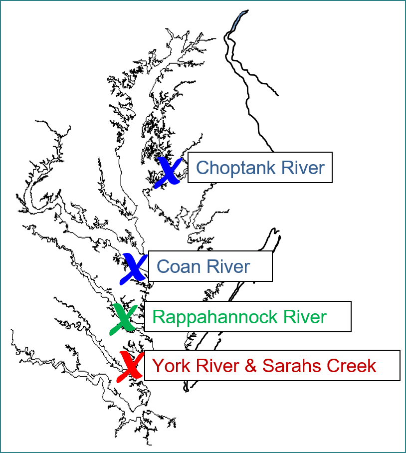 A map of the Chesapeake Bay, with X marks on the ABC farm locations.  Blue marks (Choptank and Coan) are low salinity sites. Green (Rappahannock) is a moderate salinity site with low disease pressure, while Red (York River and Sarah's Creek) are also moderate salinity, but with higher disease pressure 