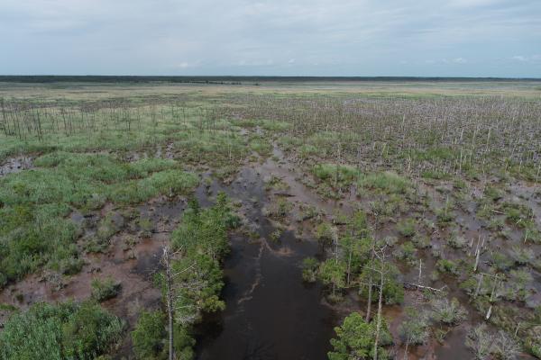 Beachground Swamp
